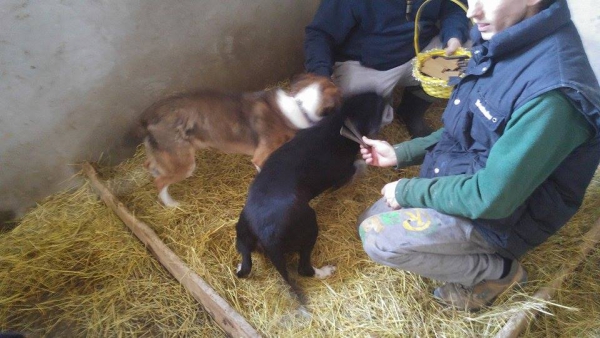 hunde106 hunde106