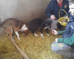 hunde107 hunde107