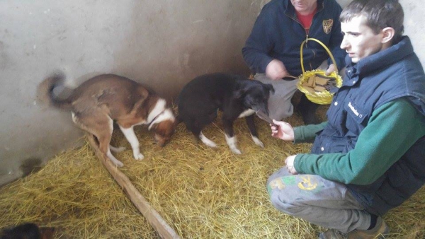 hunde107 hunde107