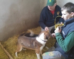 hunde108 hunde108