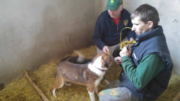 hunde108 hunde108