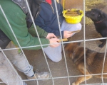 hunde109 hunde109