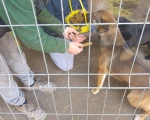 hunde111 hunde111