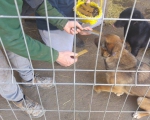 hunde112 hunde112