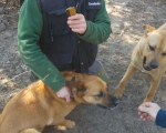 hunde117 hunde117