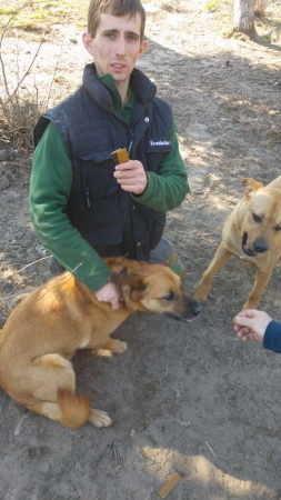 hunde117 hunde117