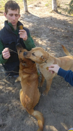 hunde118 hunde118