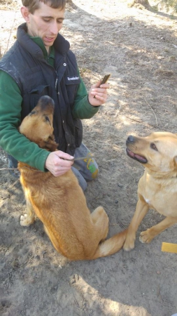 hunde119 hunde119
