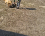 hunde120 hunde120