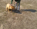 hunde121 hunde121