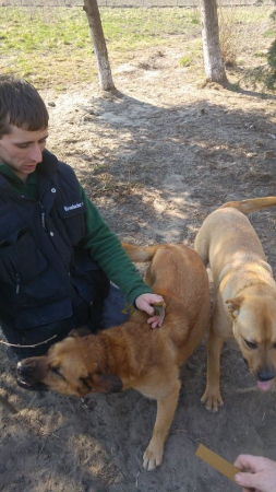 hunde122 hunde122