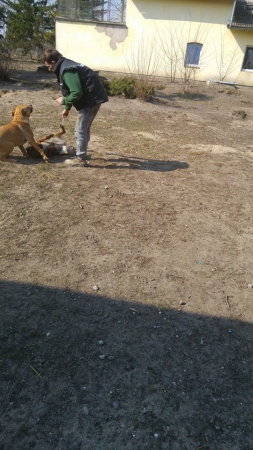 hunde123 hunde123
