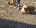 hunde124 hunde124