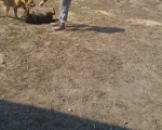hunde125 hunde125