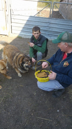 hunde129 hunde129