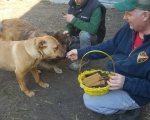 hunde131 hunde131