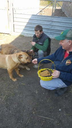 hunde131 hunde131