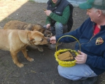 hunde132 hunde132