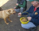 hunde133 hunde133