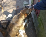hunde134 hunde134