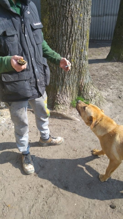 hunde135 hunde135