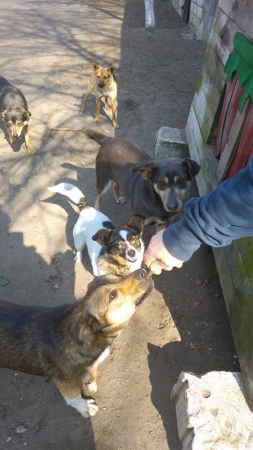 hunde136 hunde136