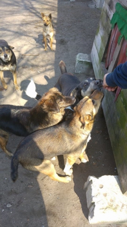 hunde137 hunde137