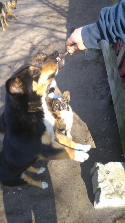 hunde139 hunde139