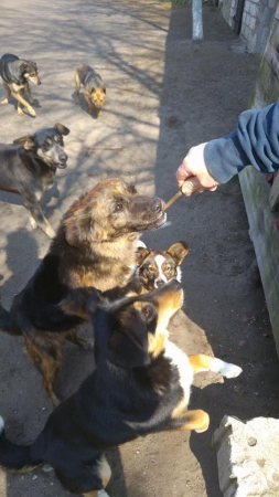 hunde140 hunde140