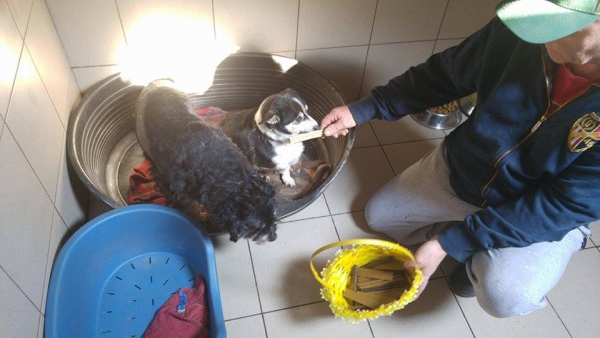 hunde142 hunde142