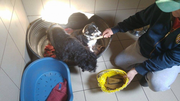 hunde143 hunde143