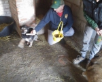 hunde146 hunde146