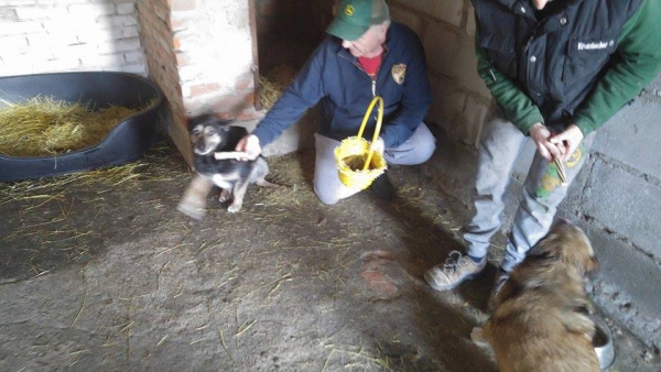 hunde146 hunde146