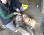 hunde151 hunde151
