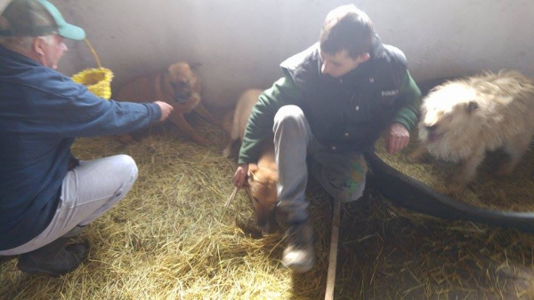 hunde153 hunde153