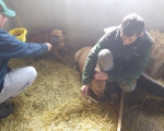 hunde154 hunde154