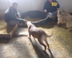 hunde156 hunde156