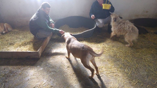 hunde156 hunde156