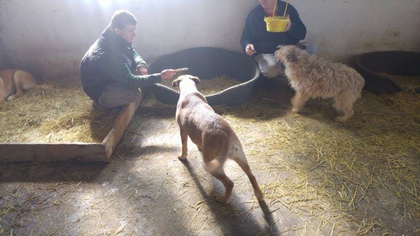 hunde157 hunde157