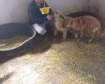 hunde161 hunde161