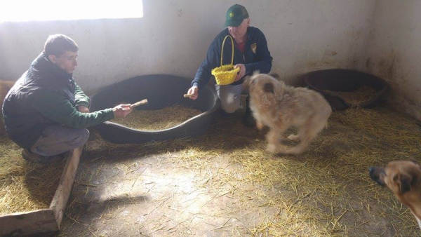 hunde162 hunde162