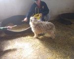 hunde163 hunde163