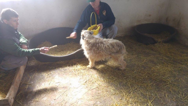 hunde163 hunde163