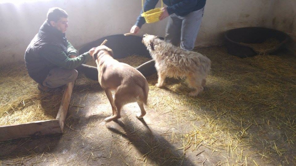hunde165 hunde165