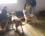 hunde166 hunde166