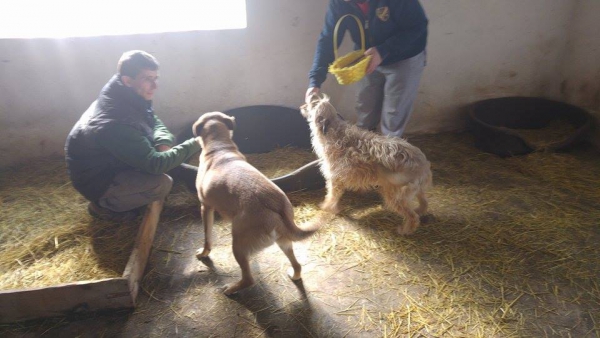 hunde166 hunde166