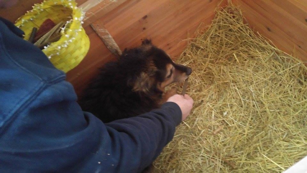 hunde168 hunde168