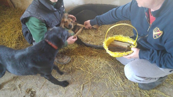 hunde170 hunde170
