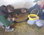 hunde171 hunde171