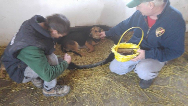 hunde171 hunde171
